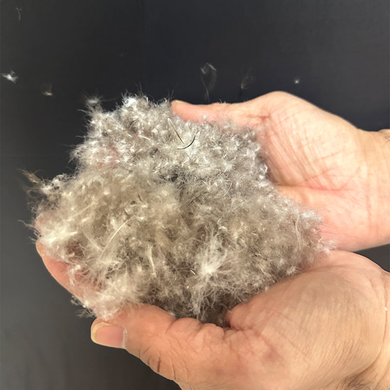 80% Itik Kelabu Bawah