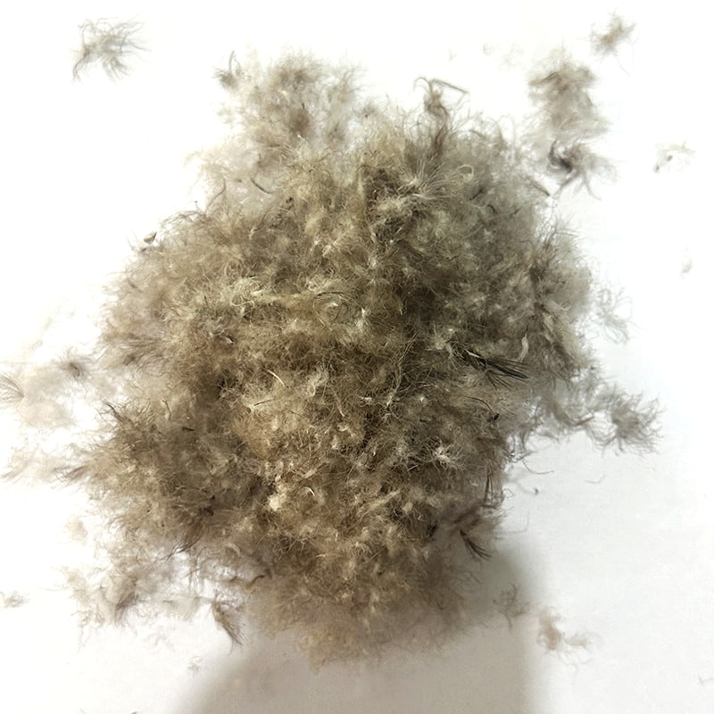 90% Itik Kelabu Bawah 90% Itik Kelabu Bawah