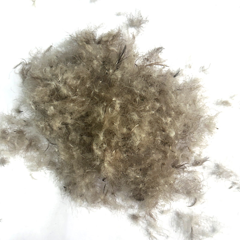 90% Itik Kelabu Bawah 90% Itik Kelabu Bawah