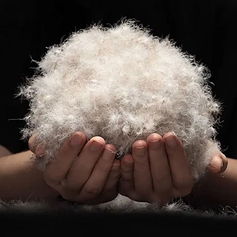 90% Itik Kelabu Bawah 90% Itik Kelabu Bawah