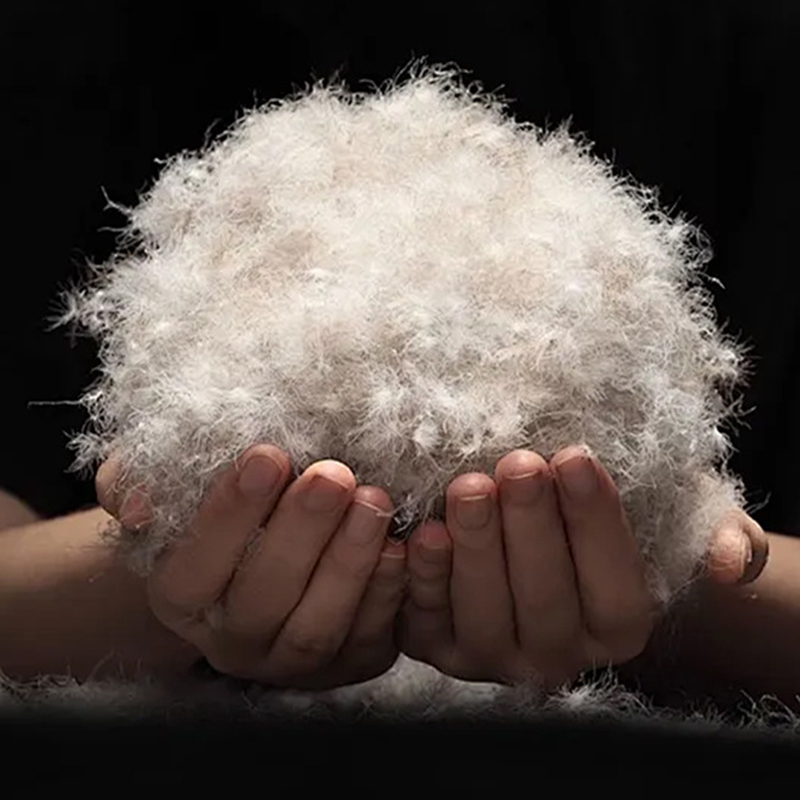 90% Itik Kelabu Bawah