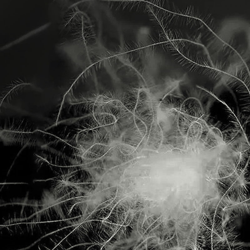 50% Itik Kelabu Bawah