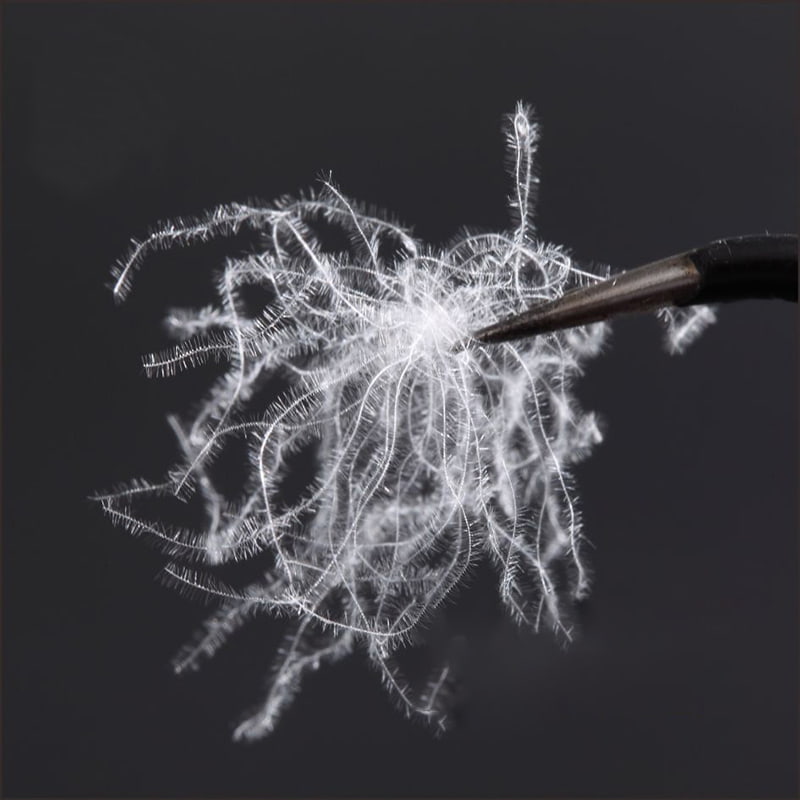 80% Itik Putih Tulen Bawah