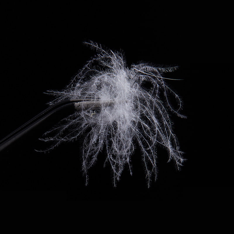 50% Itik Putih Tulen Bawah